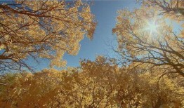 大漠神鹰全集在线观看,穿越风沙的传奇之旅